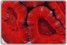 Red Acan Lord